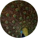 Rajesh Nayak profile picture